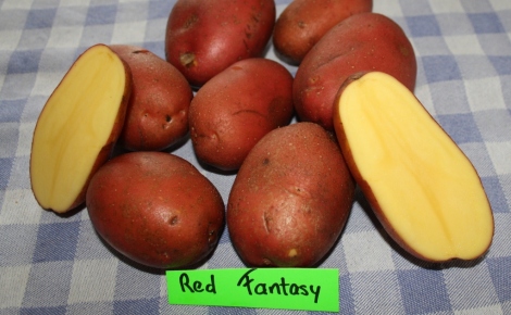 Lensink Aardappelen Aalten | Red Fantasy